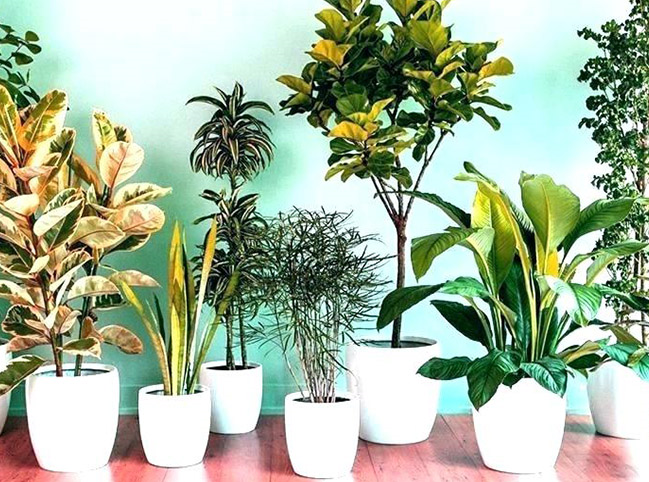 گیاهان مناسب برای خانه های کم نور