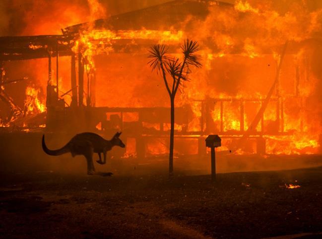 کشته شدن نیم میلیارد حیوان در آتش سوزی اخیر استرالیا