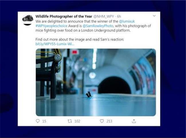 عکس نزاع  دو موش در متروی لندن  برنده جایزه مسابقه عکاسی حیاط وحش شد