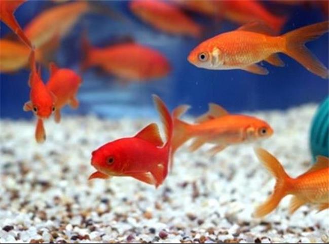 آیا ماهی های قرمز سفره هفت سین، کرونایی هستند؟