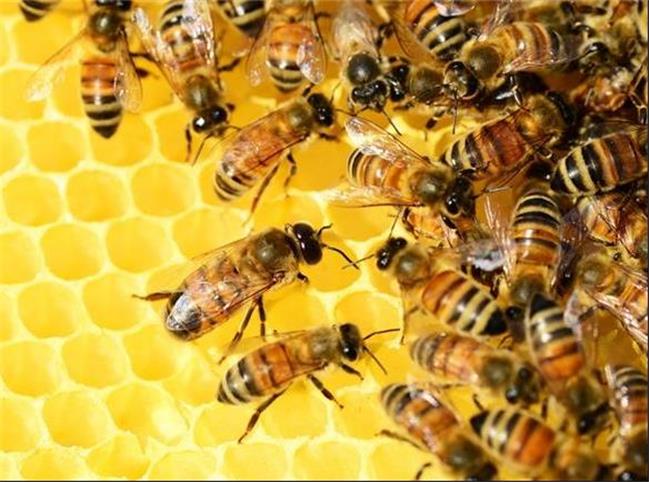 4 چیزی که از زمین محافظت می کنند! / جهان بدون زنبور چگونه است؟