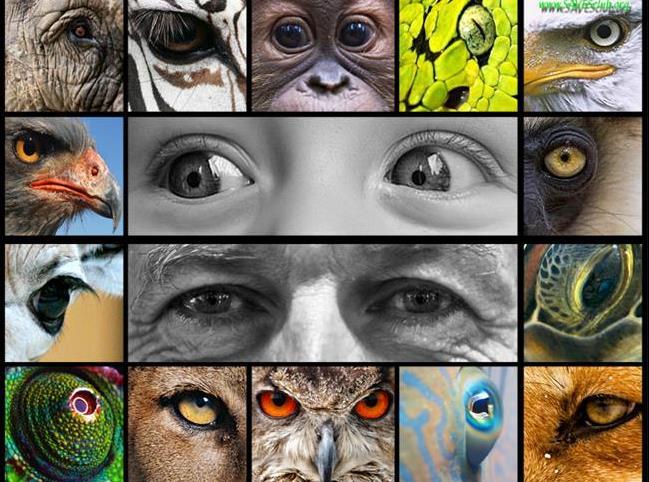 10 عکس که به ما نشان می دهند حیوانات چگونه جهان را با چشمان خود می‌بینند