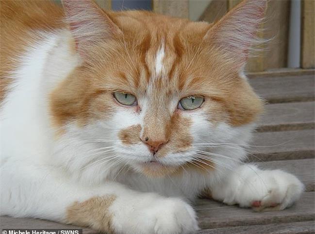 پیرترین گربه جهان درگذشت+ عکس