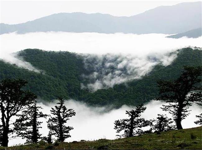 دانستنی های جالب درباره جنگل ابر شاهرود