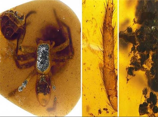 کشف عنکبوت ۹۹ میلیون ساله در صمغ درخت