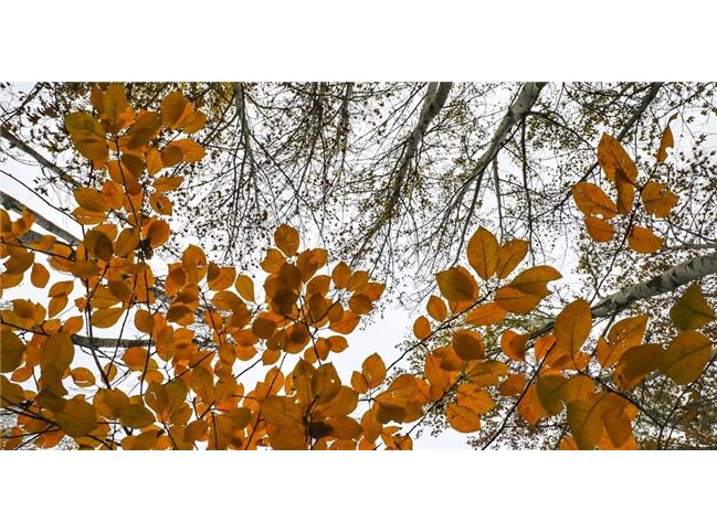 طبیعت پاییزی جاده چالوس + تصاویر