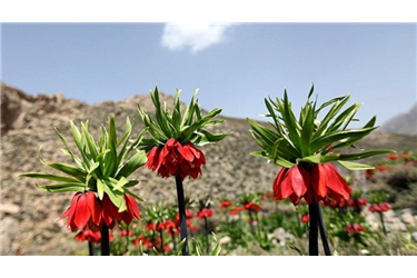 چرا و چگونه به شهرستان کوهرنگ و دشت لاله‌های واژگون سفر کنیم + مکان‌های دیدنی