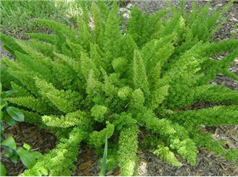 چگونه از گل دم گربه‌ای در آپارتمان نگهداری کنیم؟