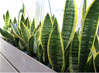 پر طاقت ترین گیاه آپارتمانی سانسوریا است