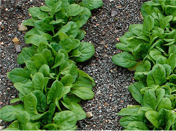 بهترین روش کاشت اسفناج در گلدان