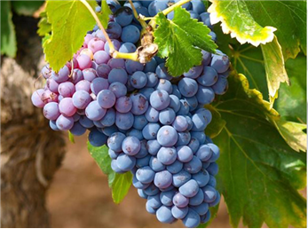 جشن انگور در ارومیه  و اراک