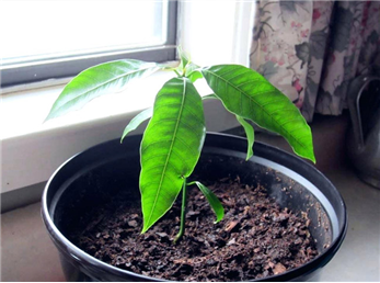 کاشت هسته انبه در گلدان