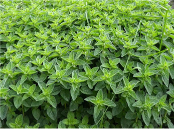 پونه کوهی بهترین خلط آور طبیعی