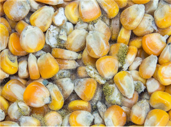 جریان ذرت های سمی چیست ؟