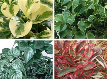 نگهداری گل های برگ قاشقی یا پیرومیا