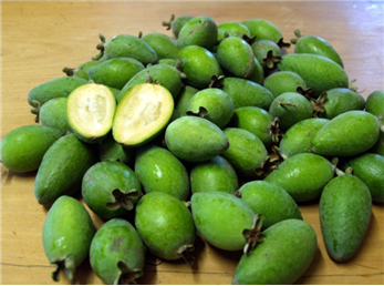 فی جوا میوه آبانی