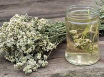 بومادران بهترین کاهش دهنده التهاب و ضد آسم