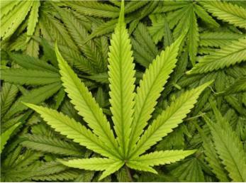 کاشت و تولید «گل» جرم است و مجازات دارد