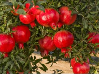 راه های تشخیص انار خوب