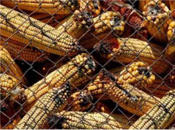 ذرت‌های آلوده به کشورهای غیرهمسایه ایران فروخته می‌شوند