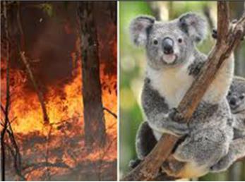 ویدیو کمک رسانی آتش نشان به کوآلای نجات یافته از آتش در استرالیا