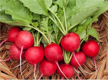 چاق ها تربچه بخورند