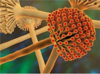 سم آفلاتوکسین چیست و چه ضررهایی برای بدن دارد؟