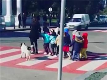 سگ بی سرپرستی  که  بچه های مدرسه ای را ازخیابان رد می کند