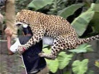 در ارتفاعات نزدیک بجنورد،  پلنگی سر مردی را گاز گرفت