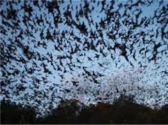 طوفان خفاش در استرالیا