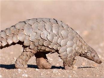 پانگولین، جدید ترین منشا ویروس کرونا