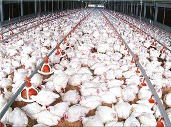 پشت پرده قضیه مرغ های تریاکی چیست؟