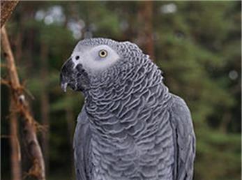 طوطی کاسکو که توانایی تقلید صدای  حیوانات را دارد