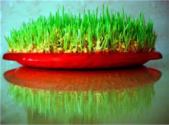 روش کاشت سبزه هفت سین به شکل موش