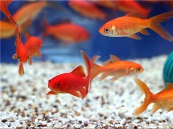 آیا ماهی های قرمز سفره هفت سین، کرونایی هستند؟