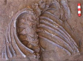 کشف مهم اسکلت یک نئاندرتال در کردستان عراق