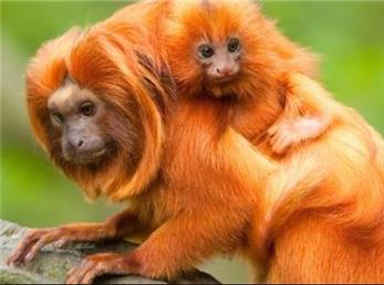 گران ترین حیوانات باغ وحش های جهان