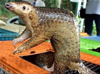 کدام حیوان وحشی باعث انتقال کرونا به انسان شده است؟