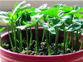 آموزش کاشت هسته مرکبات بجای دانه عدس و گندم برای سفره هفت سین