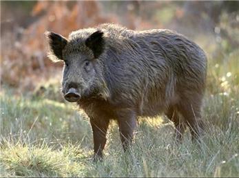 فیلم ورود گرازها به شهر میناب