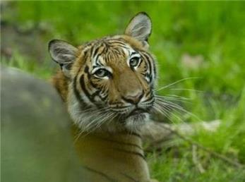 یک ببر در باغ وحشی در نیویورک به ویروس کرونا مبتلا شده