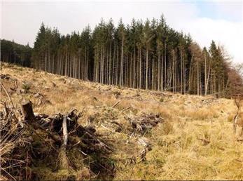 4 چیزی که از زمین محافظت می کنند! / جهان بدون درخت چگونه است؟