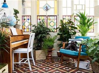 تاثیر گیاهان بر بهبود فضا و زیبایی دکوراسیون شما