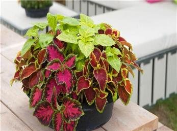 همه چیز درباره نگهداری حسن یوسف؛ از قلمه زدن تا راه حل مشکلات