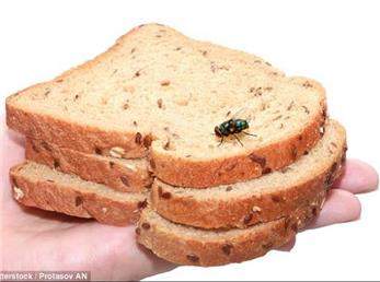 هنگامی که یک مگس روی غذای شما می نشیند چه اتفاقی می افتد؟