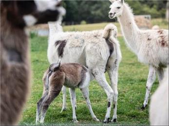 آیا لاماها به درمان کووید-۱۹ کمک می‌کنند؟