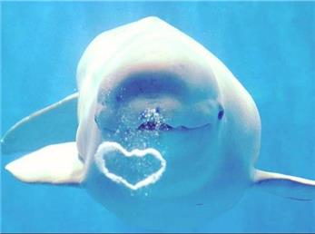 عکس‌العمل جالب یک نهنگ بولگا نسبت به موسیقی شاد و غمگین