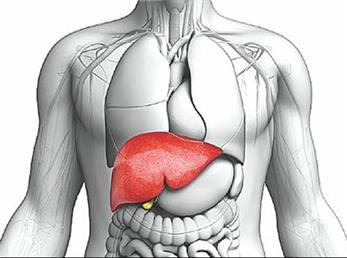 حقایقی  جالب درباره کبد که نمی‌دانستید
