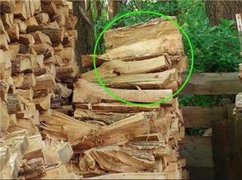 8 تصویر جالب از استتار سگ‌ها/ آیا می توانید سگ‌ها را در تصاویر بیابید؟