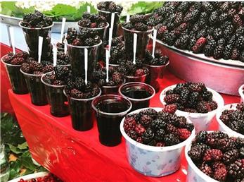 طبع شاه توت سرد است یا گرم؟